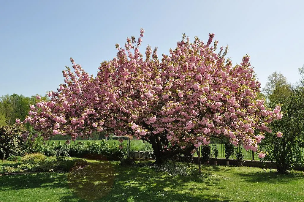Le Pinete Design Bed And Breakfast Viggiù